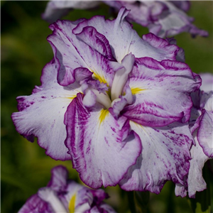 Iris Ensata 'Harlinesque'
